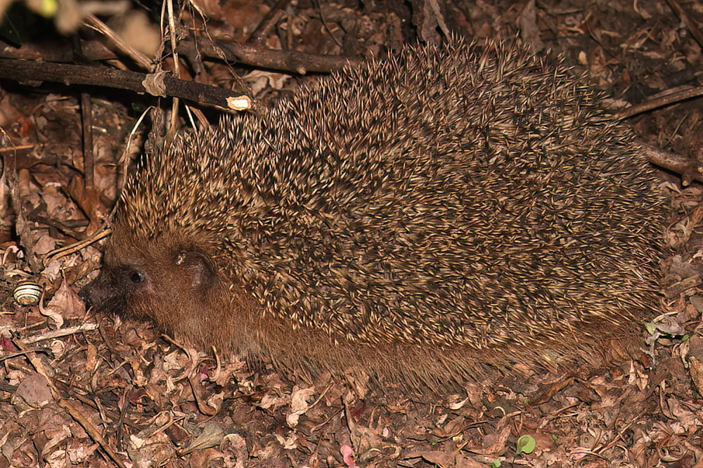 hedgehog